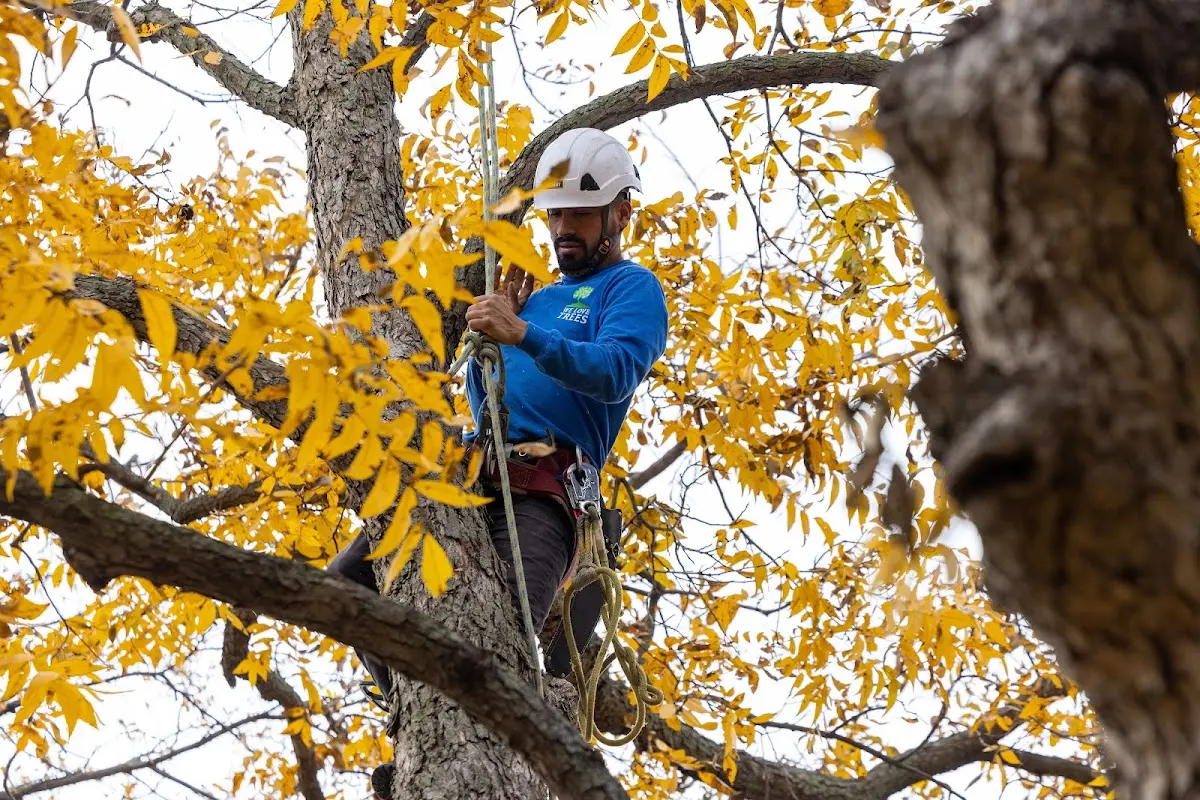 Skilled Tree Transplanting crew working in New Washington